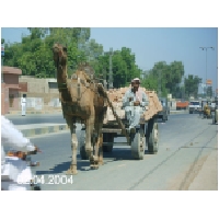 04 camel cart.jpg